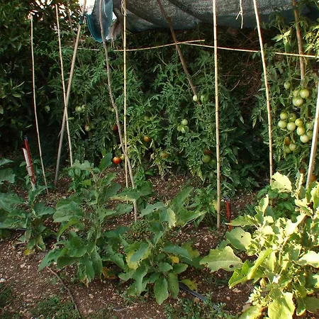 Gal Apartment Podgora (Split-Dalmatia)