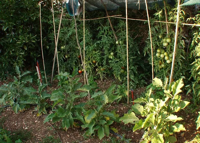 Gal Apartamento Podgora (Split-Dalmatia)