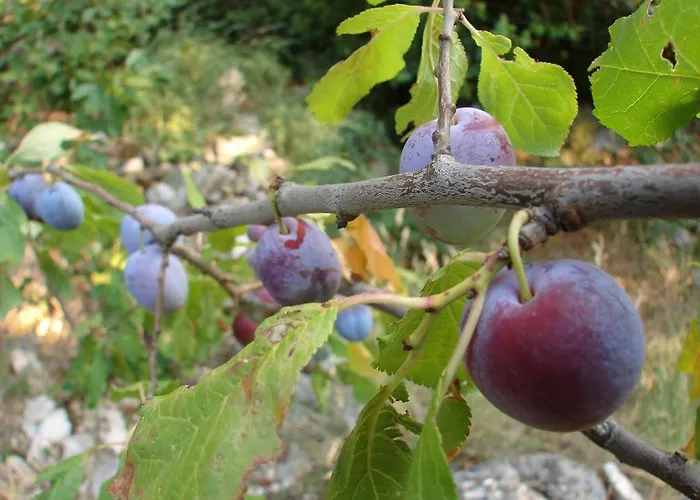 Gal Podgora (Split-Dalmatia)